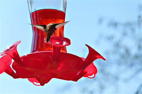 The Ultimate Guide to Hummingbird Feeding – Chirp Nature Center