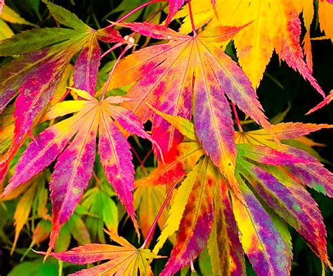 Why Do Leaves Change Color In Fall? | IFLScience