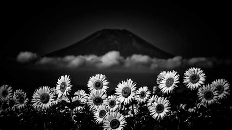 Aesthetic Black And White Sunflower Wallpaper / Home > black and white ...