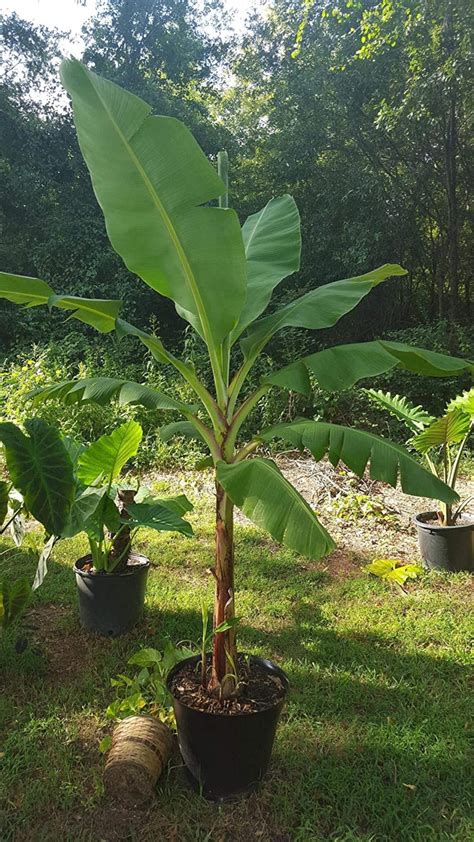 Grand Nain Banana Plant Dwarf Banana Tree Live Banana - Etsy