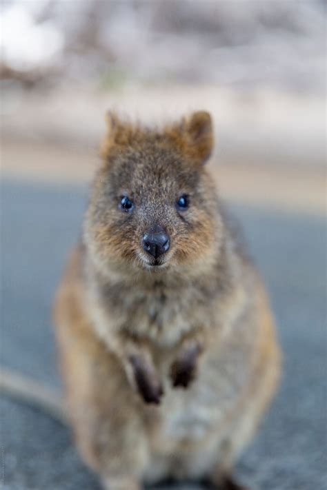 "Quokka In Habitat" by Stocksy Contributor "Ben Ryan" - Stocksy