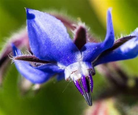 4 Benefits Of Borage Oil In Rheumatoid Arthritis [UPDATED]