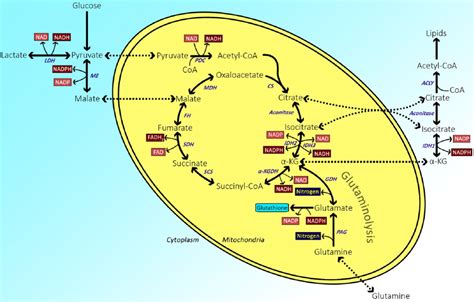 Determination of Glutamate Dehydrogenase Activity and Its Kinetics in Mouse Tissues using ...