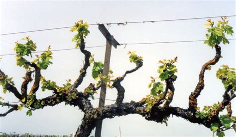 Optimized Pruning Using Spurs on Cordon Trained Grapevines | Lodi Growers