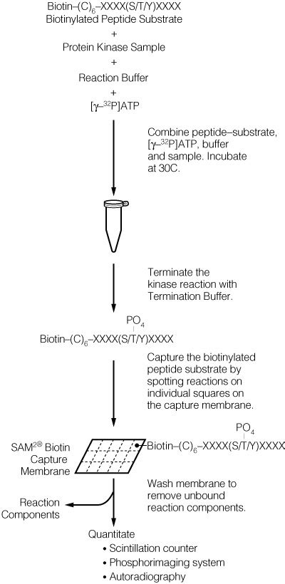 Cell Signaling