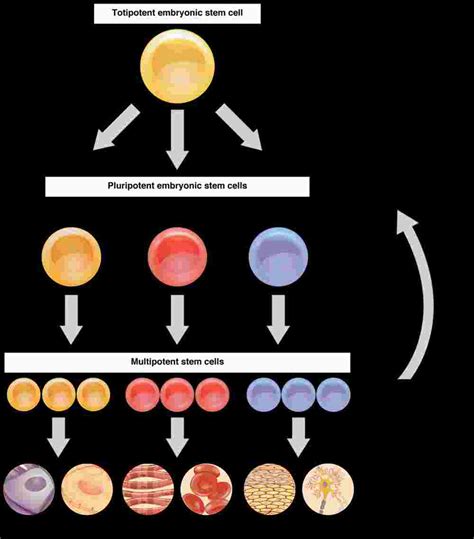 Cellular Differentiation | Anatomy and Physiology I