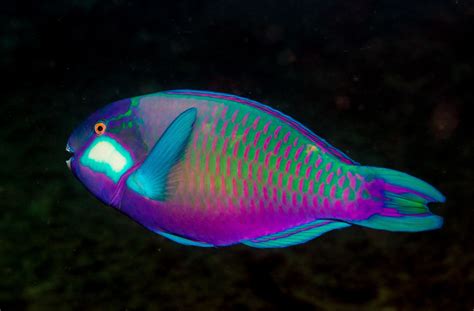 What Type Of Fish Is A Parrot Fish? Unveiling The Mystery