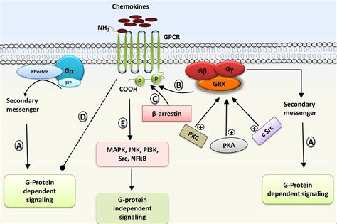 Molecular insights into kinase mediated signaling pathways of ...