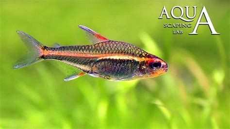 Aquascaping Lab - Hemigrammus Erythrozonus Glowlight Tetra fish description fact info - YouTube