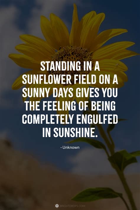 147 Sunflower Quotes for Instagram and Social - Bright Drops