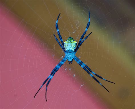 Can someone identify this spider? Seen at Philippines, looks like Hawaiian Garden Spider but is ...