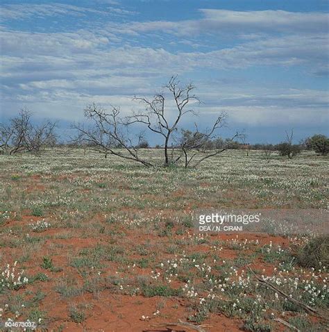 Gibson Desert Plants Photos and Premium High Res Pictures - Getty Images