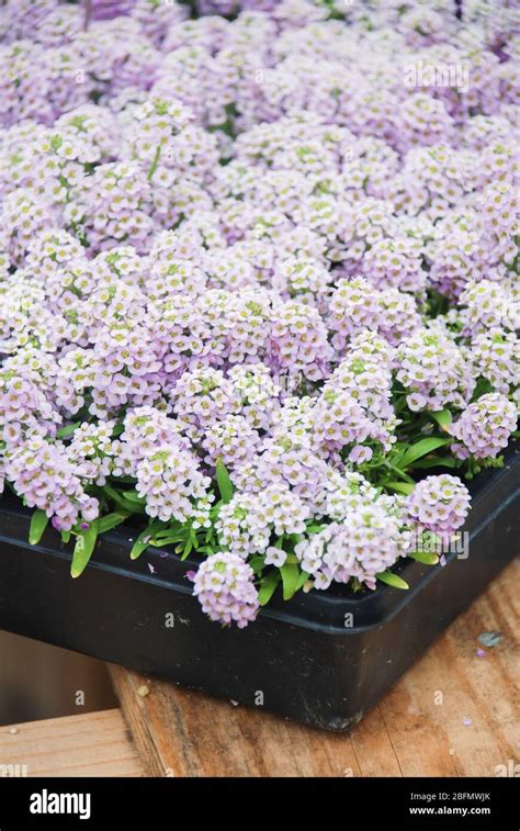 Alyssum flowers. Alyssum in sweet colors. Alyssum in a black tray on wood table, in a dense ...