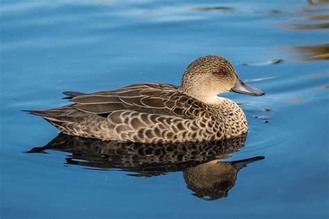 Australian Ducks - Australia's Wonderful Birds