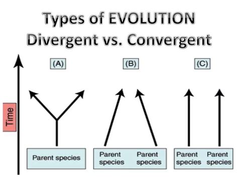 PPT - Types of EVOLUTION Divergent vs. Convergent PowerPoint ...