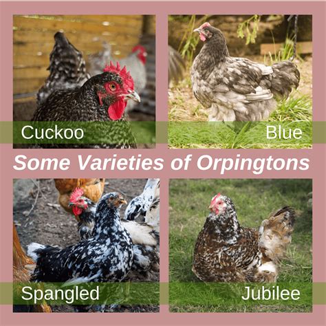 Buff Orpington Chicken Breed: A Comprehensive Profile