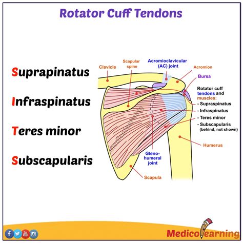 Rotator Cuff Muscles Anatomy