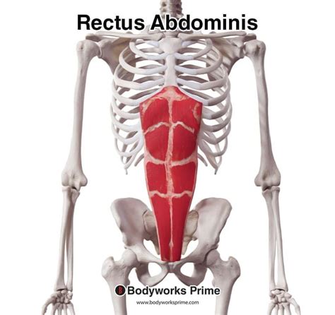 Rectus Abdominis Muscle Anatomy - Bodyworks Prime