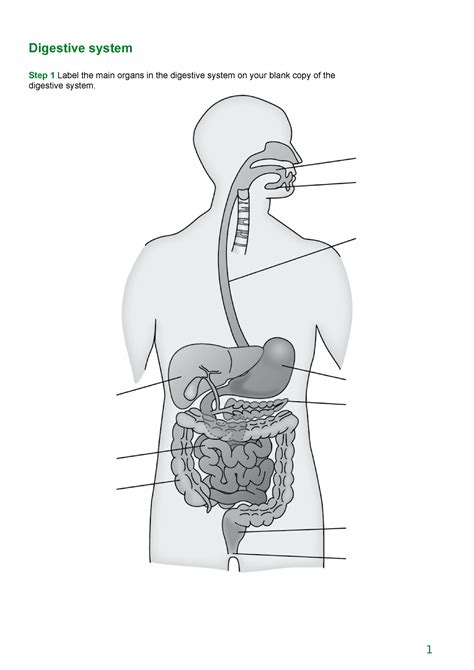 The Digestive System Diagram Labeled