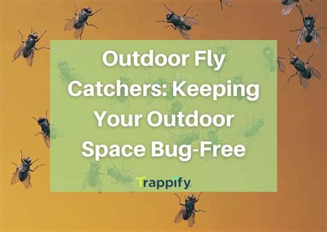 Outdoor Fly Catcher: Keeping Your Outdoor Space Bug-Free