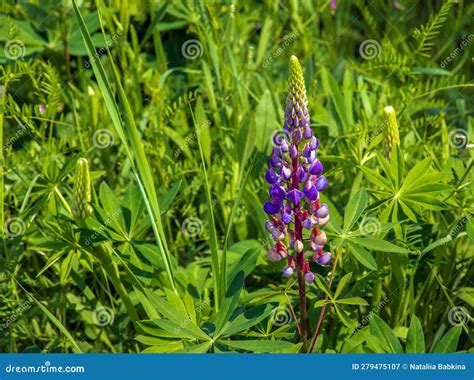 Purple Lupine Flowers, Lupinus Arcticus, in a Green Field, Under Warm Spring Sunlight Stock ...