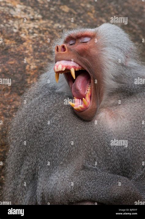 Alpha male Papio Hamadryas Baboon snarling and showing it big teeth Stock Photo, Royalty Free ...