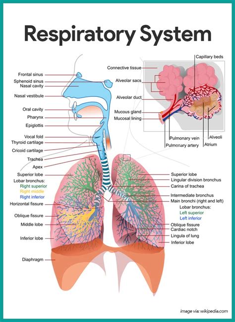 Best 25+ Respiratory system ideas on Pinterest | Respiratory system ...