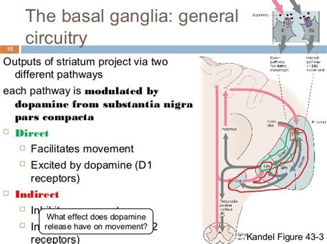 Cerebellum and basal ganglia