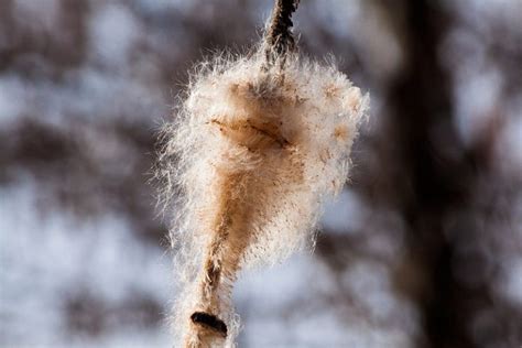 What To Do With Cattail Seeds: Learn About Saving Cattail Seeds