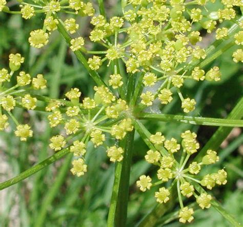 Wild Parsnip (Pastinaca sativa) - 02a - Wild Flowers of Sleepy Hollow ...