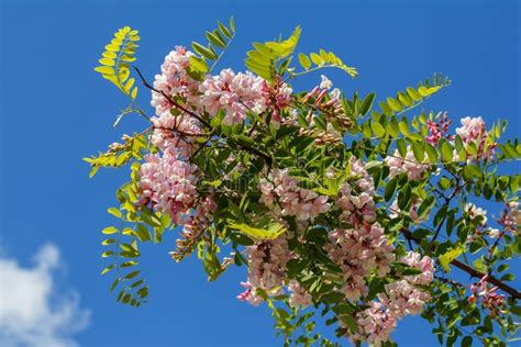 Pink Robinia Pseudoacacia Tree Flowers, Know As Black Locust, Ge Stock Photo - Image of acacia ...