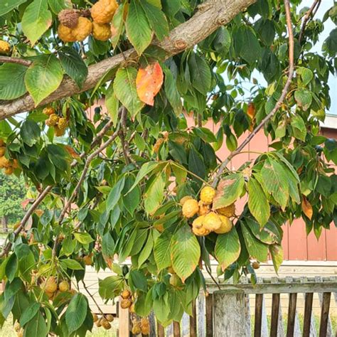 Ohio Buckeye Tree - Garden Center Point