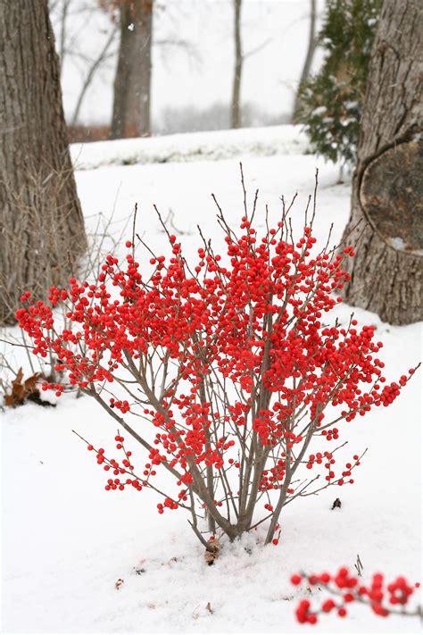 Shrubs with Winter Interest | Proven Winners