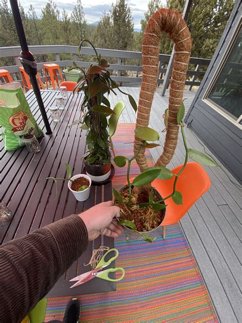 Propagating vanilla bean Orchid : r/propagation