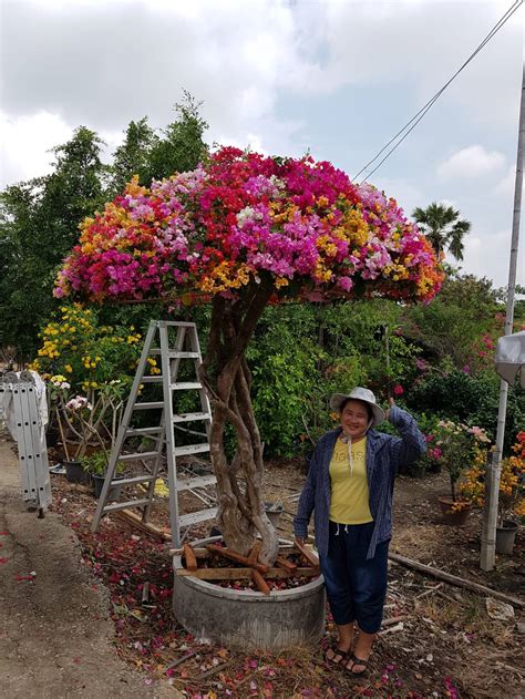 bougainvilleas plant garden from thailand to dubai qatar