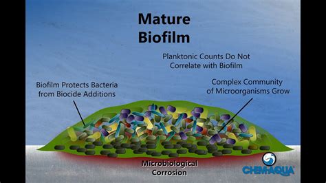 How Biofilms Form - YouTube