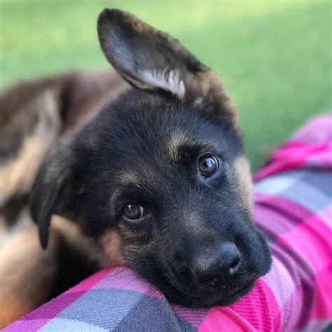 16 Cute German Shepherd Dogs & Puppies