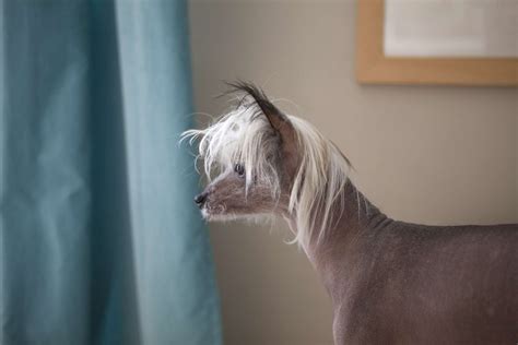 10 Best Hairless Dog Breeds