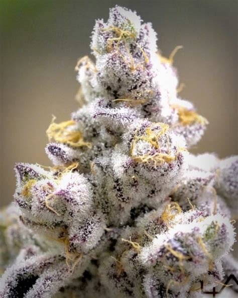 IN HOUSE GENETICS > PLATINUM KUSH BREATH - Money Tree Genetics