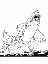 Printable Shark Coloring Pages sketch template