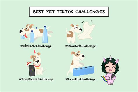 Best pet TikTok challenges | People's Inc.