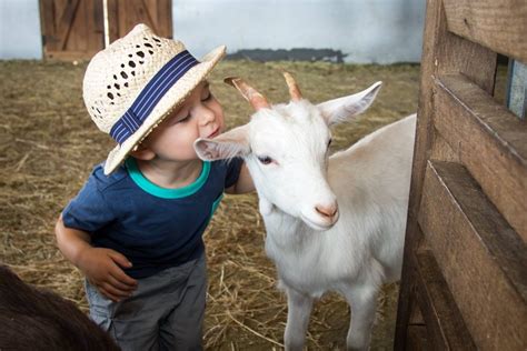 Best Animal Farms for Children in Melbourne | Small Ideas