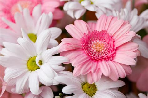 Gerberas And Chrysanthemums Free Stock Photo - Public Domain Pictures