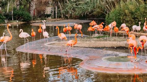 Can You Own A Flamingo As Pet? Is It Legal? Everything You Need To Know!