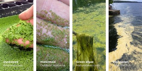 How to identify blue-green algae and what to do about it