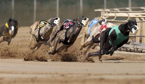 Greyhound racing to continue in Dubuque in 2021, but finish line unclear | Tri-state News ...