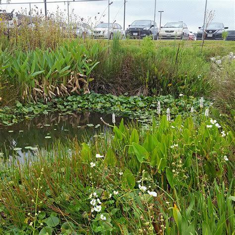 Wetland and aquatic landscape types and benefits — Green Star Wetland ...