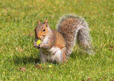 Grey Squirrel Eating an Acorn, Worcestershire, England. Stock Image - Image of september, store ...