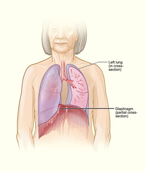 Diaphragm Lungs