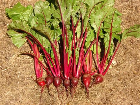 200 Crosby's Egyptian Beet Seeds Early Bunching Beet | Etsy